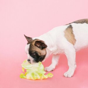 Why the correct diet matters: tackling dog obesity in the UK