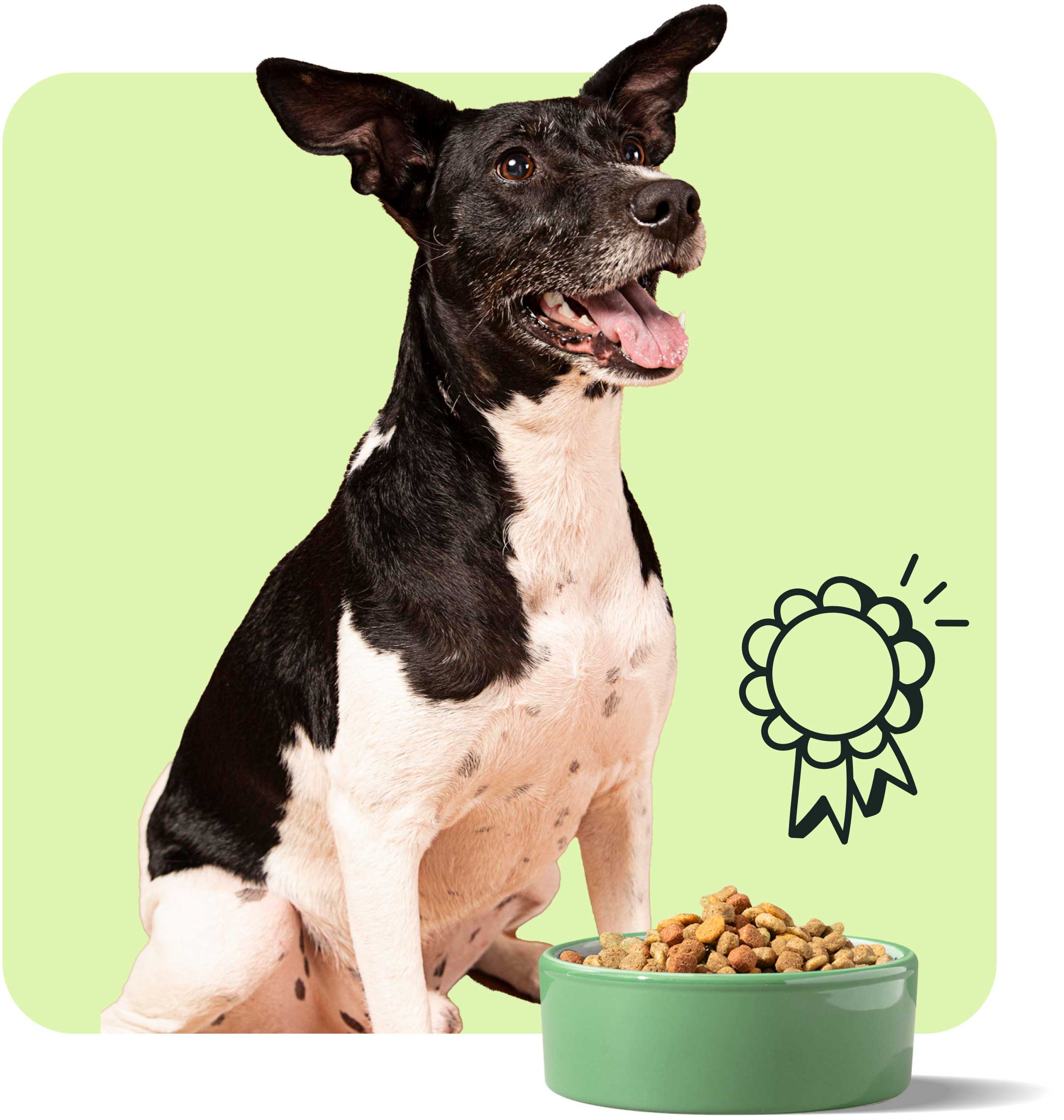 Pet Food Research: Everything You Need to Know About Home Use Testing with Real Pets